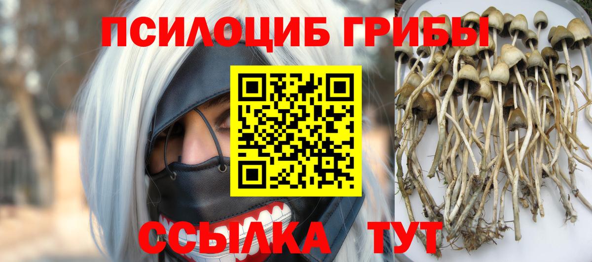продажа наркотиков  Краснодар  Галлюциногенные грибы Psilocybe 